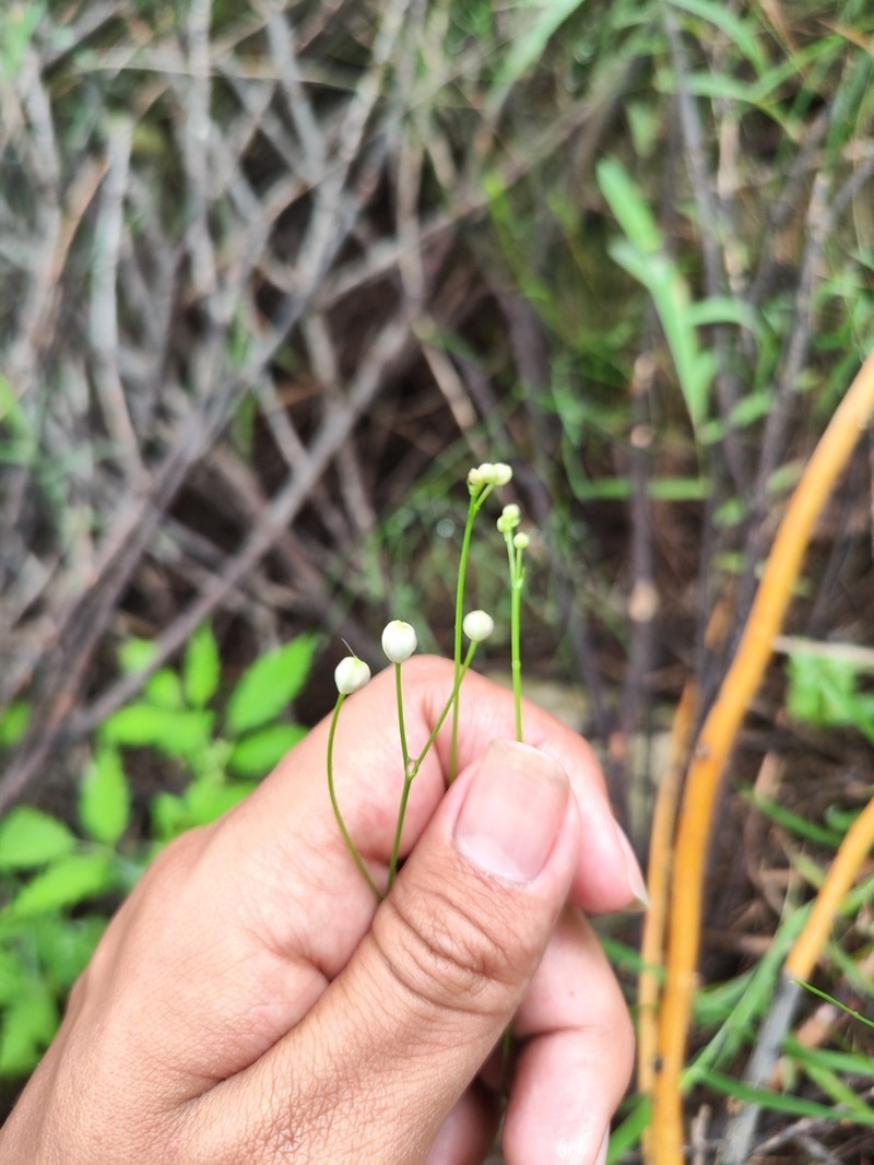 Thalictrum foeniculaceum photo 8
