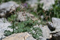 Thalictrum foetidum