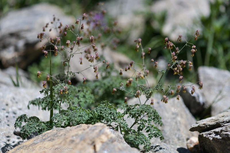 Thalictrum foetidum