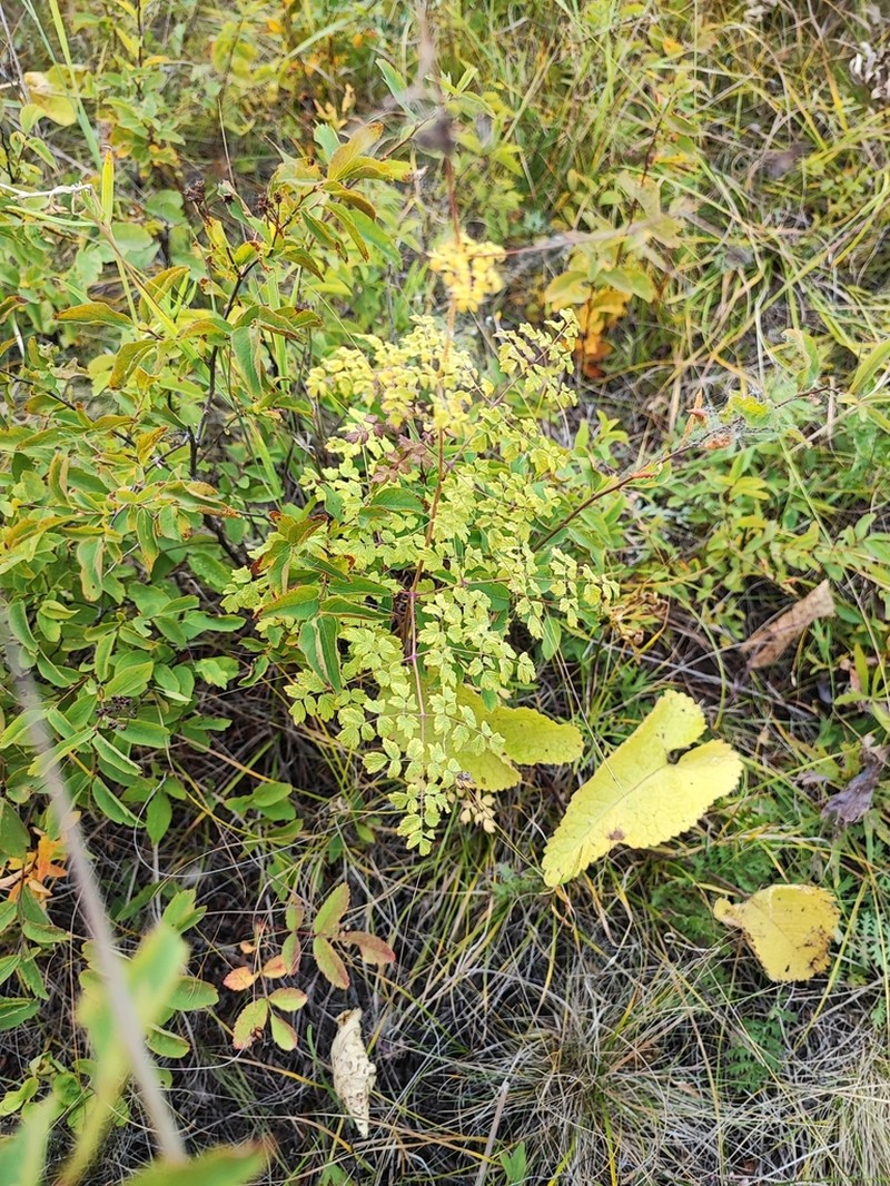 Thalictrum foetidum photo 2