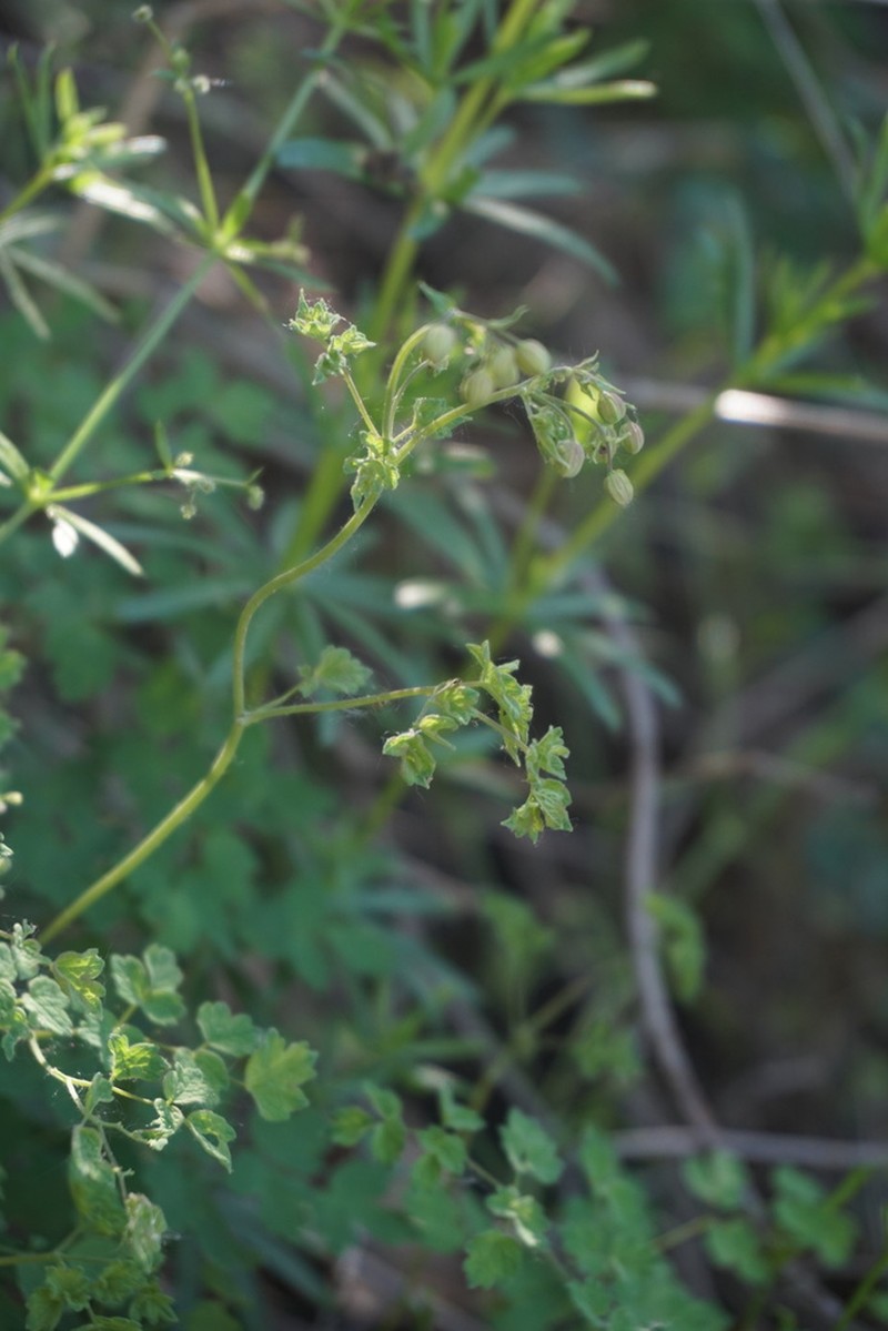 Thalictrum foetidum photo 3