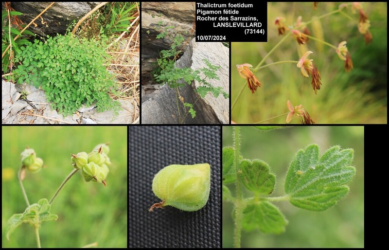Thalictrum foetidum photo 4