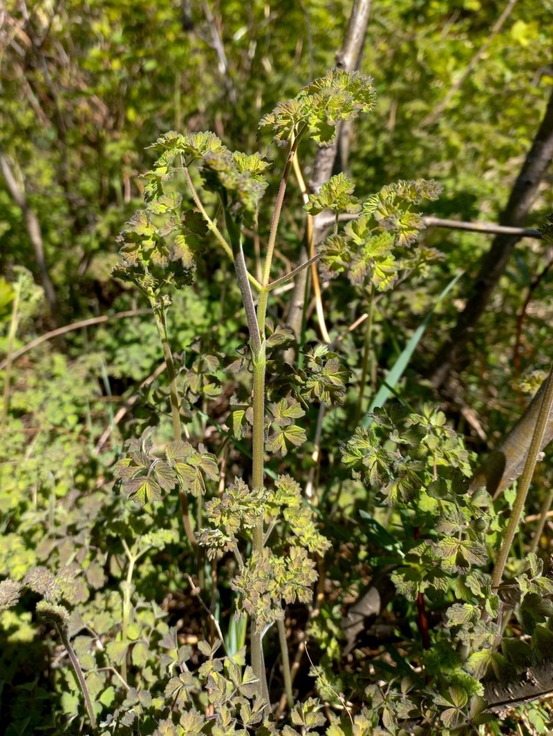 Thalictrum foetidum photo 5