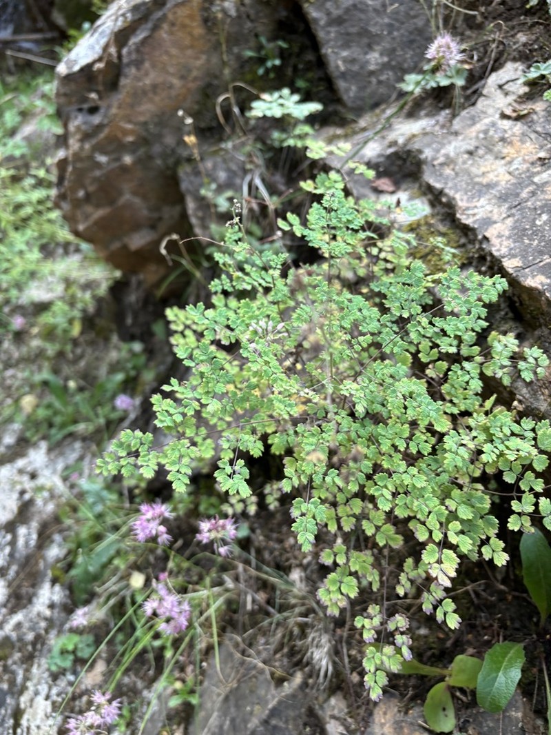 Thalictrum foetidum photo 6