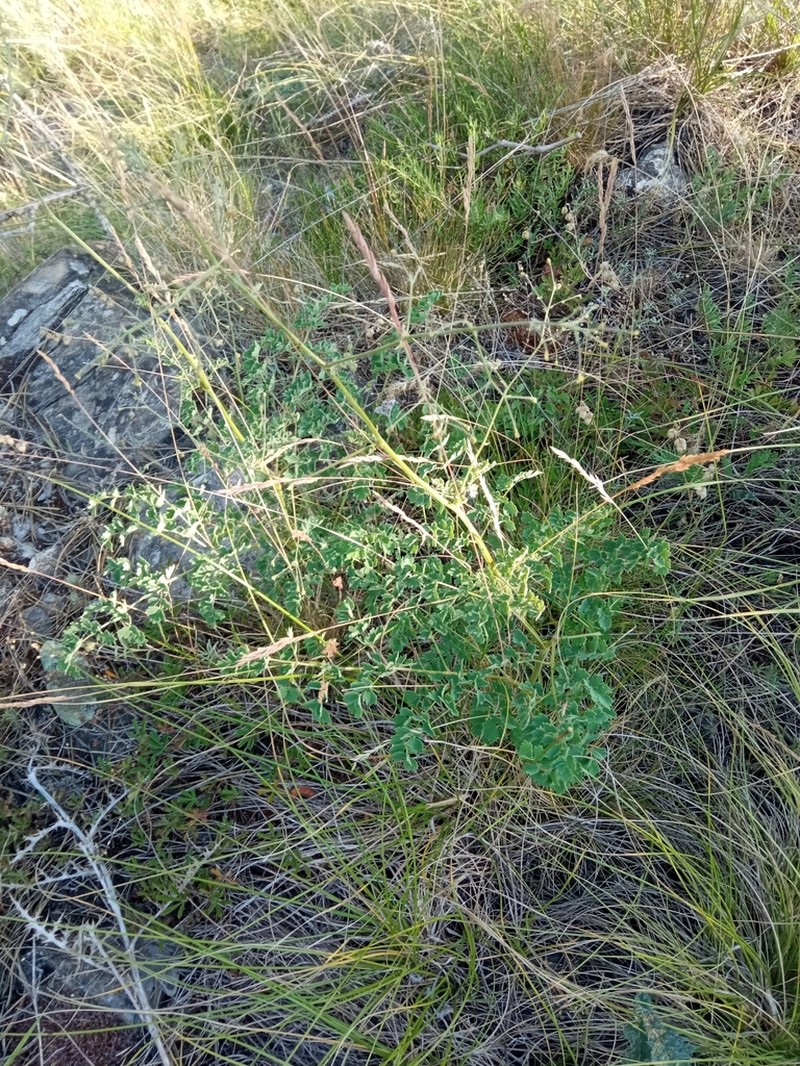 Thalictrum foetidum photo 7