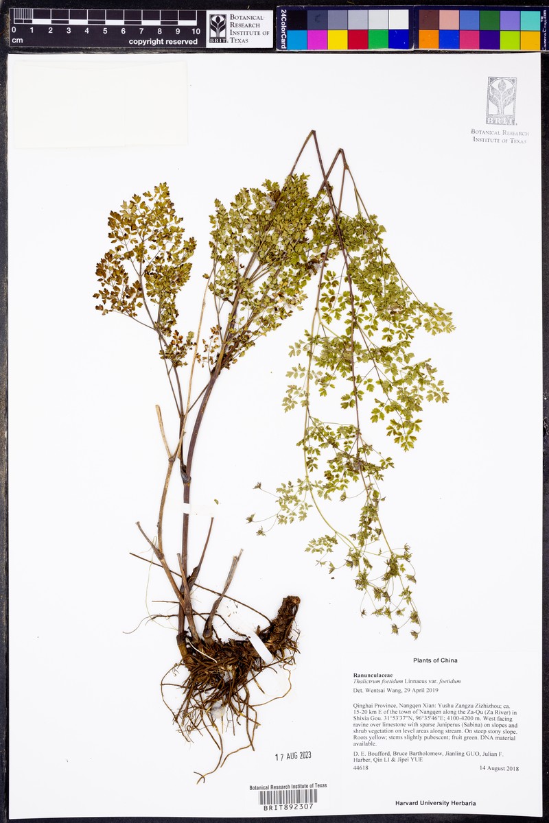 Thalictrum foetidum subsp. foetidum