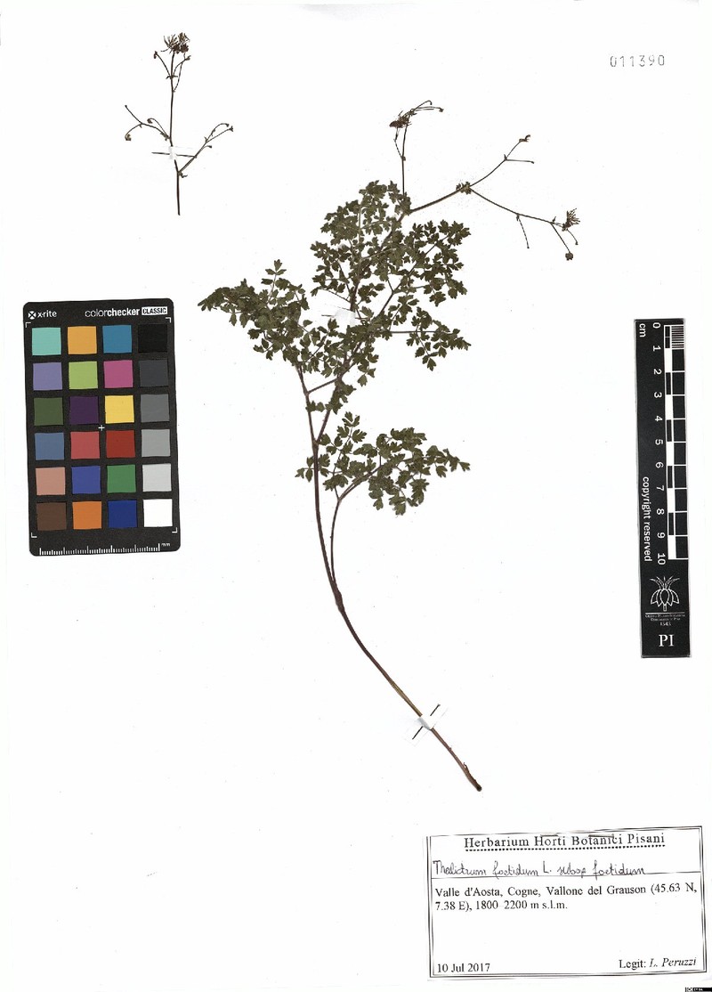 Thalictrum foetidum subsp. foetidum photo 2