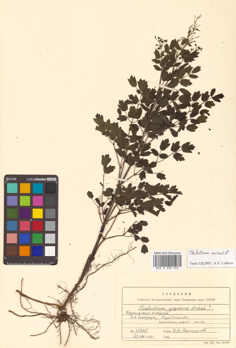 Thalictrum foetidum subsp. glabrescens