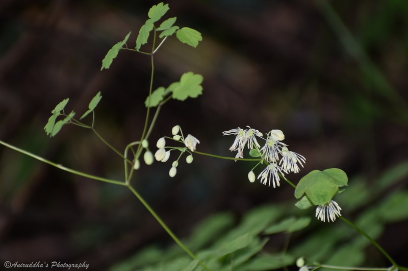 Thalictrum foliolosum photo 2