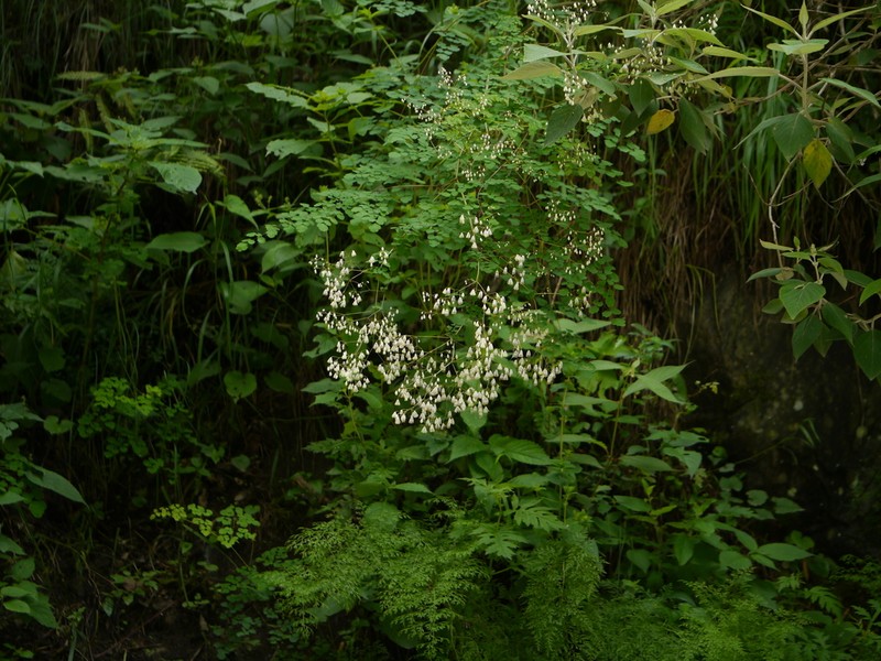 Thalictrum foliolosum photo 3