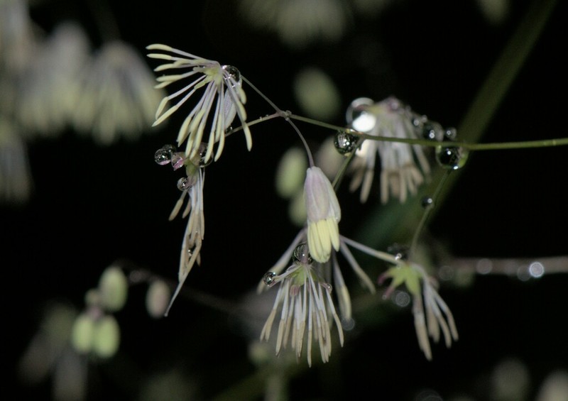 Thalictrum foliolosum photo 4