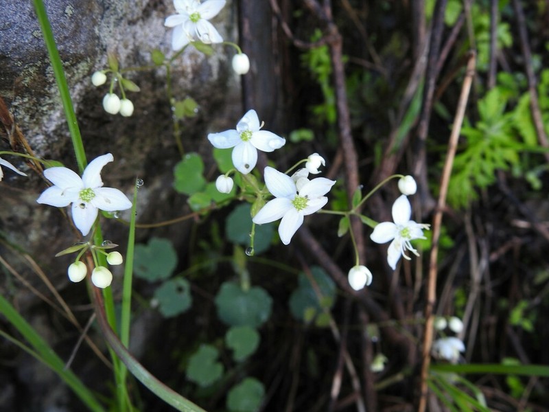 Thalictrum foliolosum photo 5