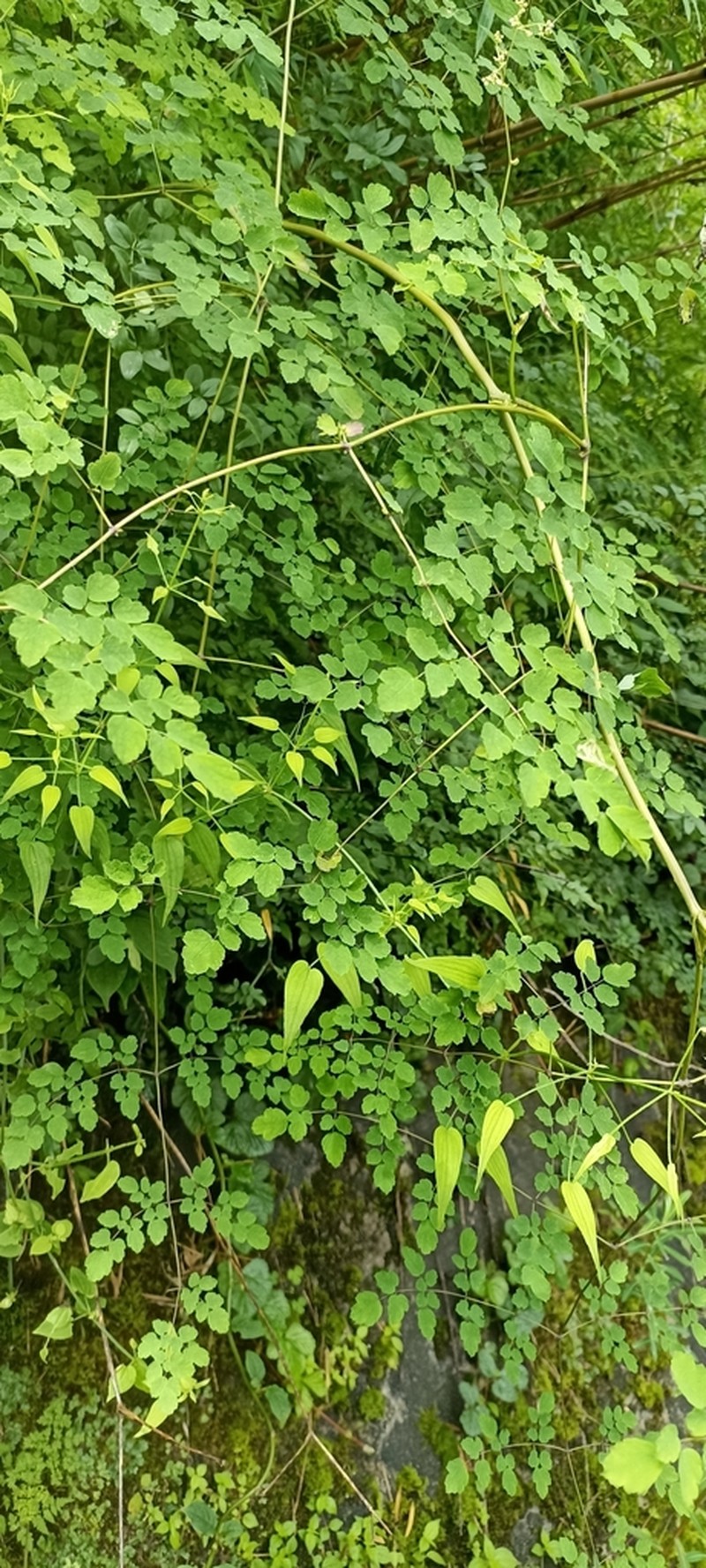 Thalictrum foliolosum photo 6