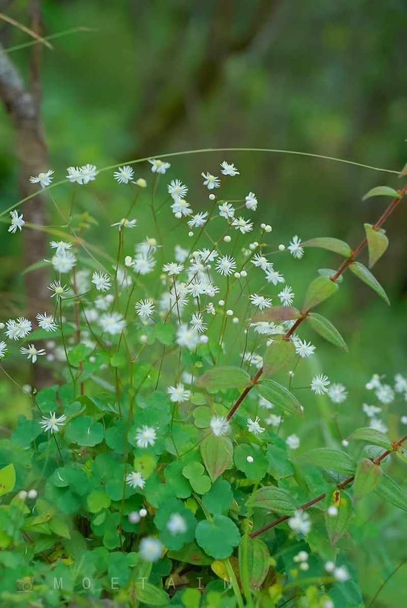 Thalictrum foliolosum photo 7