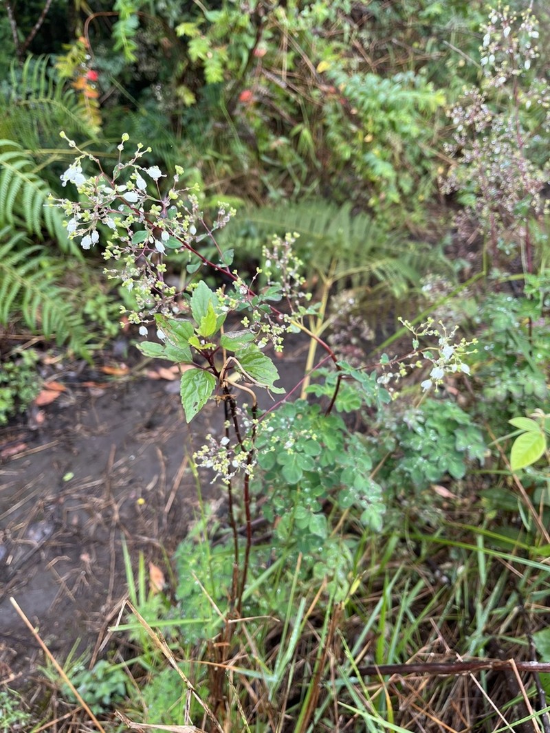 Thalictrum foliolosum photo 8