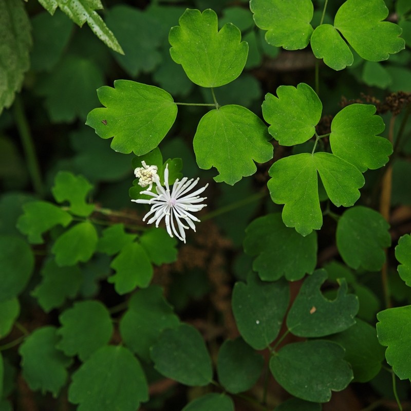 Thalictrum fortunei