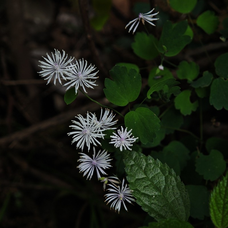 Thalictrum fortunei photo 2