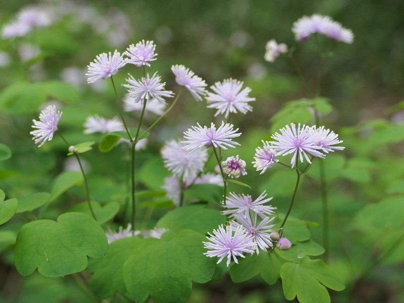 Thalictrum fortunei photo 3