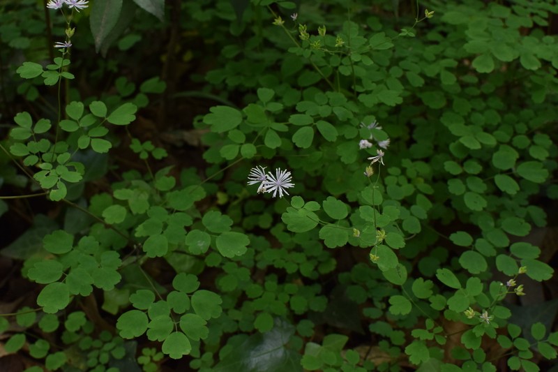Thalictrum fortunei photo 4