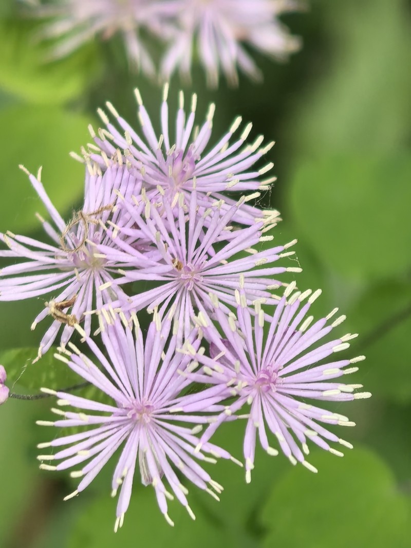 Thalictrum fortunei photo 5