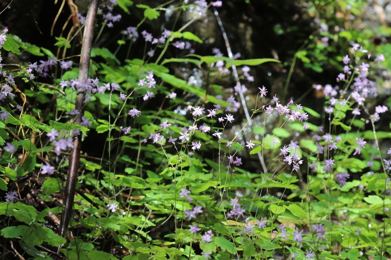 Thalictrum fortunei photo 6