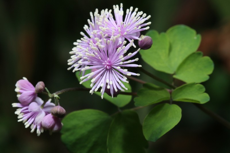 Thalictrum fortunei photo 7