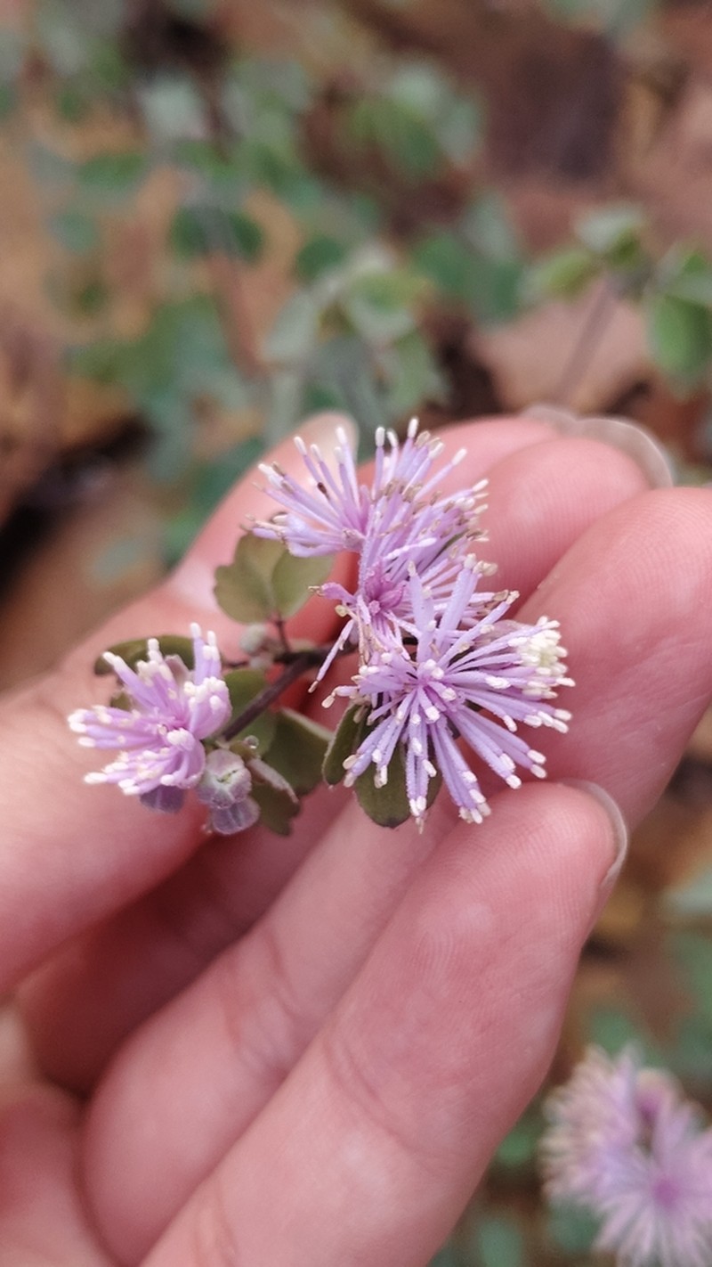 Thalictrum fortunei photo 8