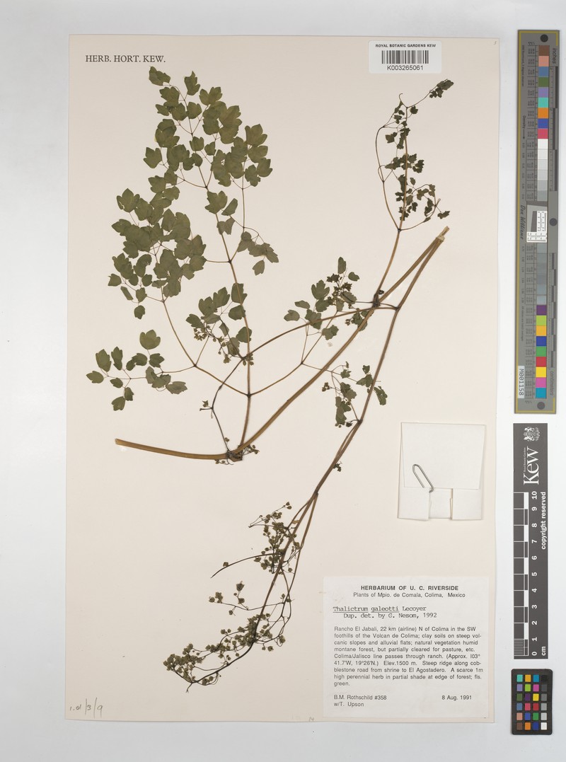 Thalictrum galeottii