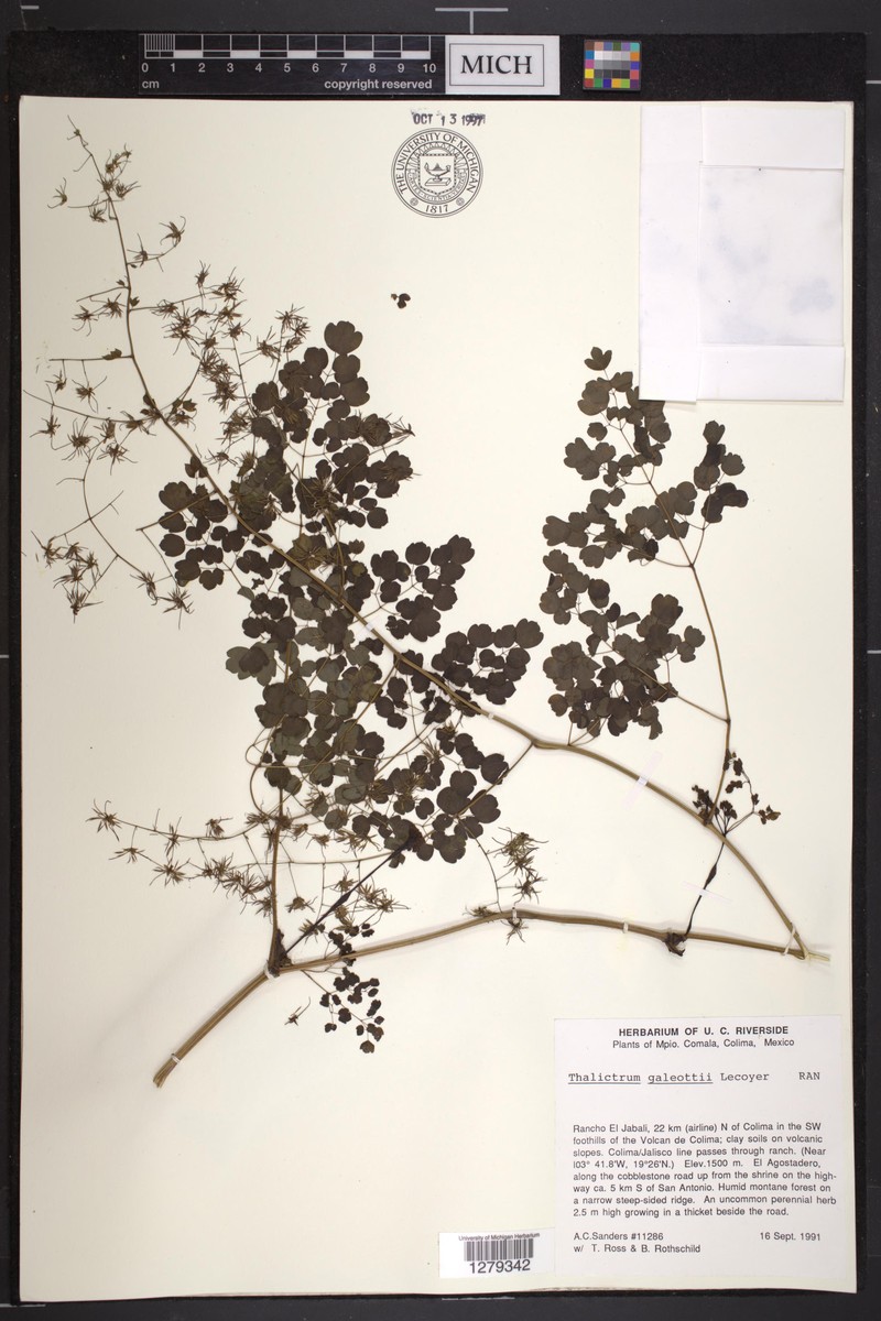 Thalictrum galeottii photo 2