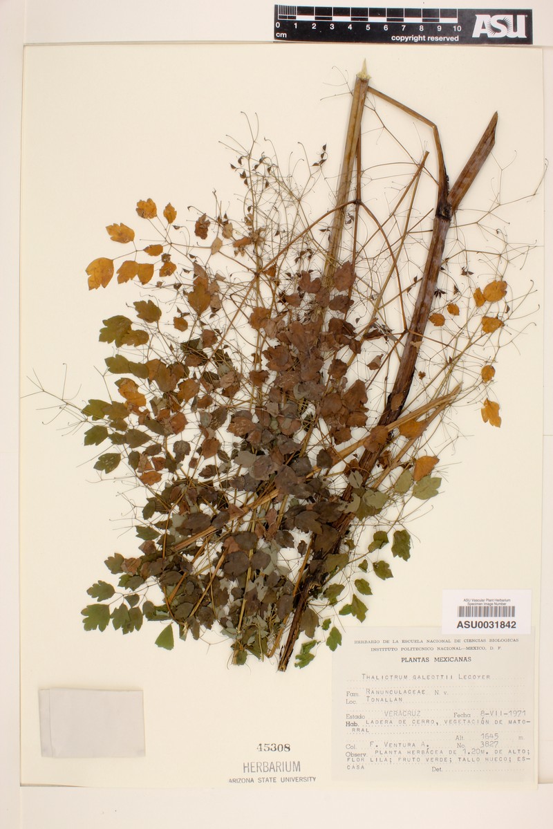 Thalictrum galeottii photo 3