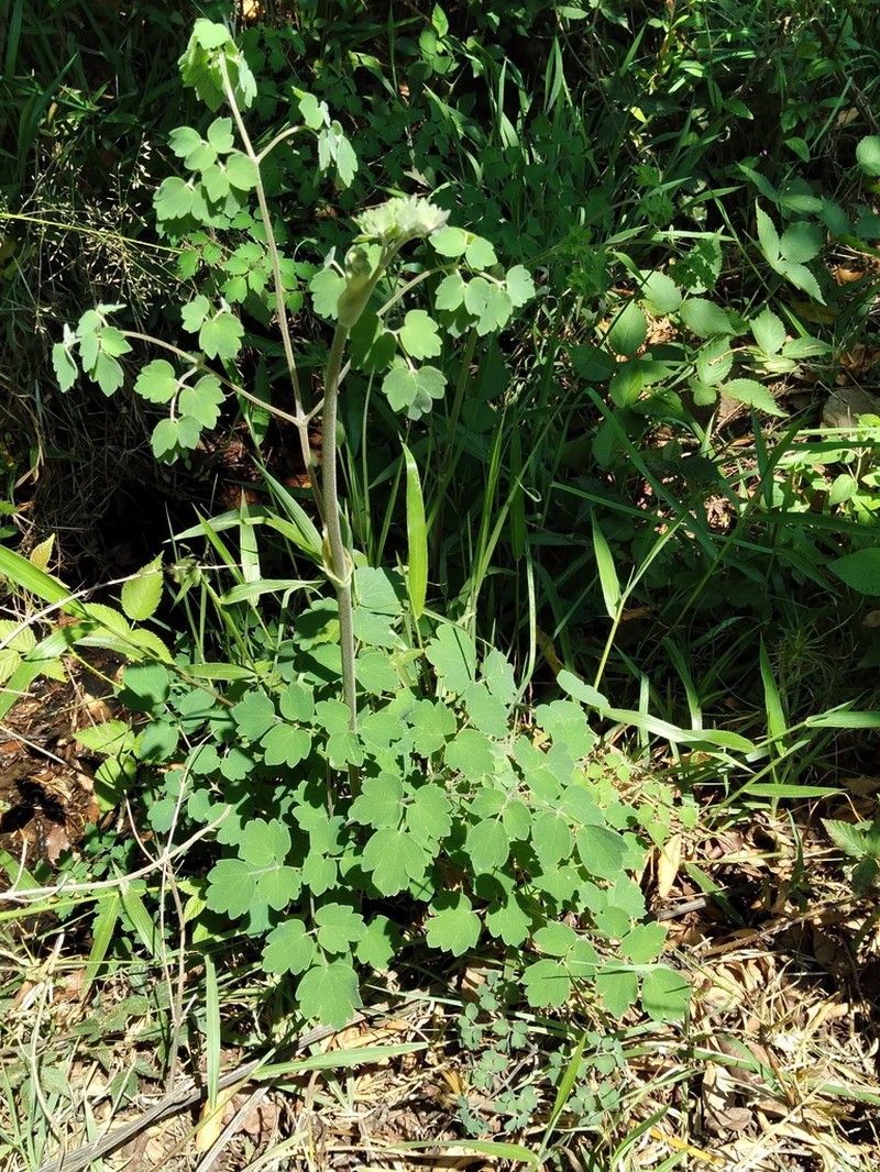 Thalictrum gibbosum