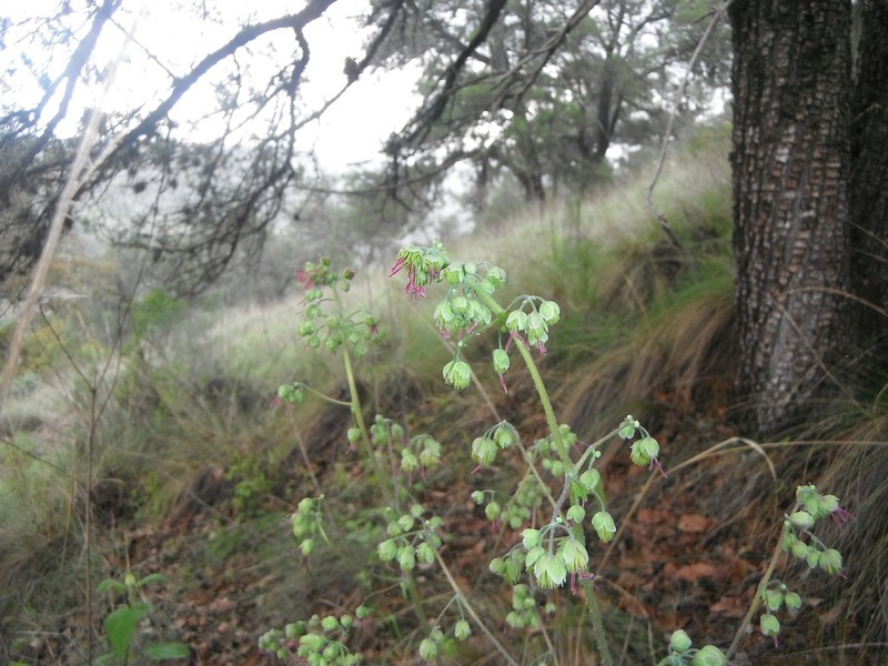 Thalictrum gibbosum photo 2