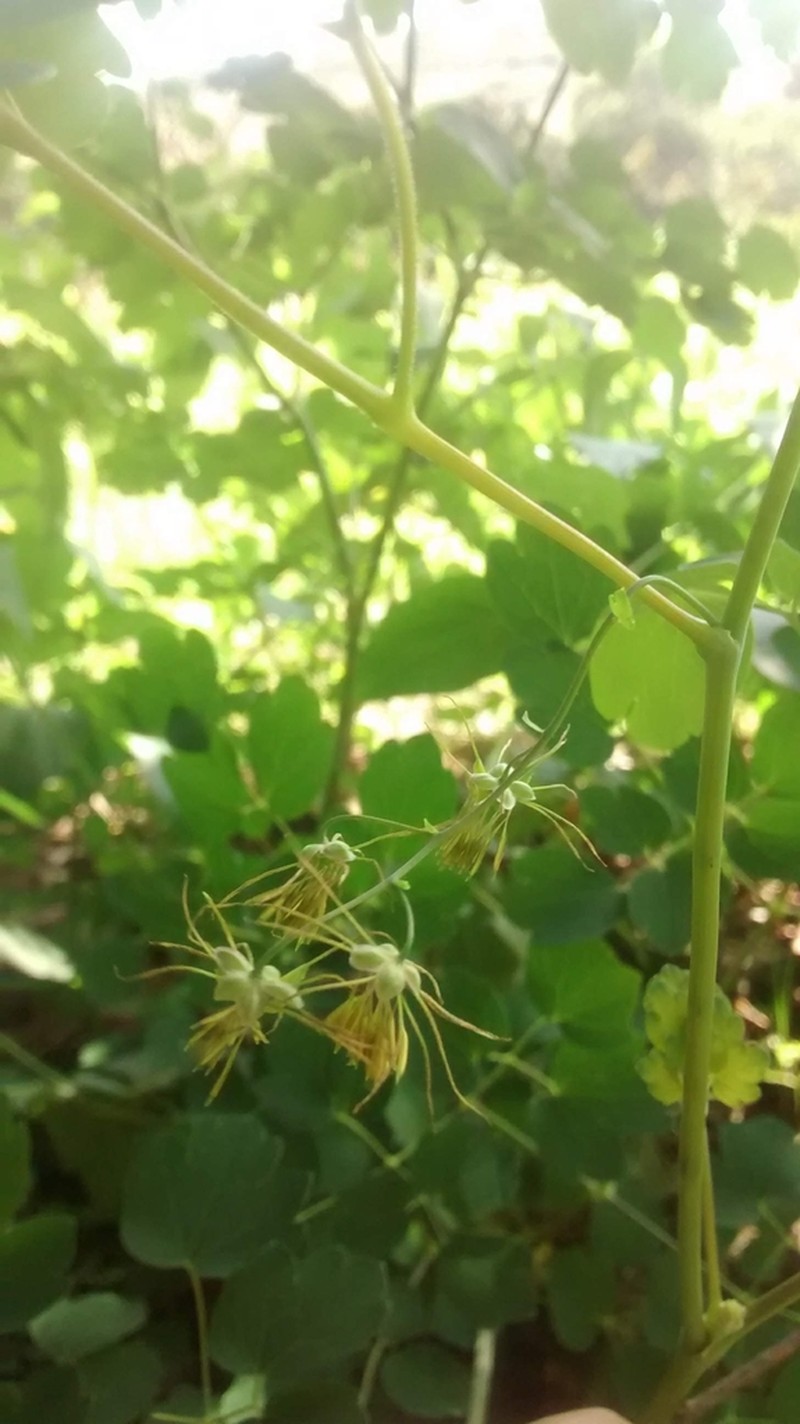 Thalictrum gibbosum photo 3