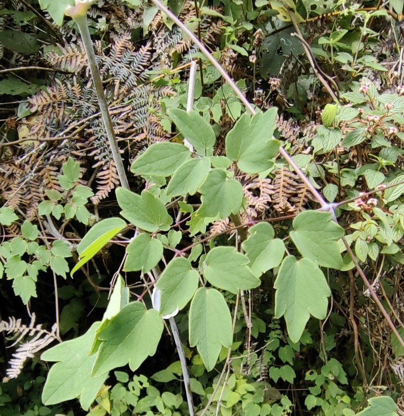 Thalictrum gibbosum photo 4