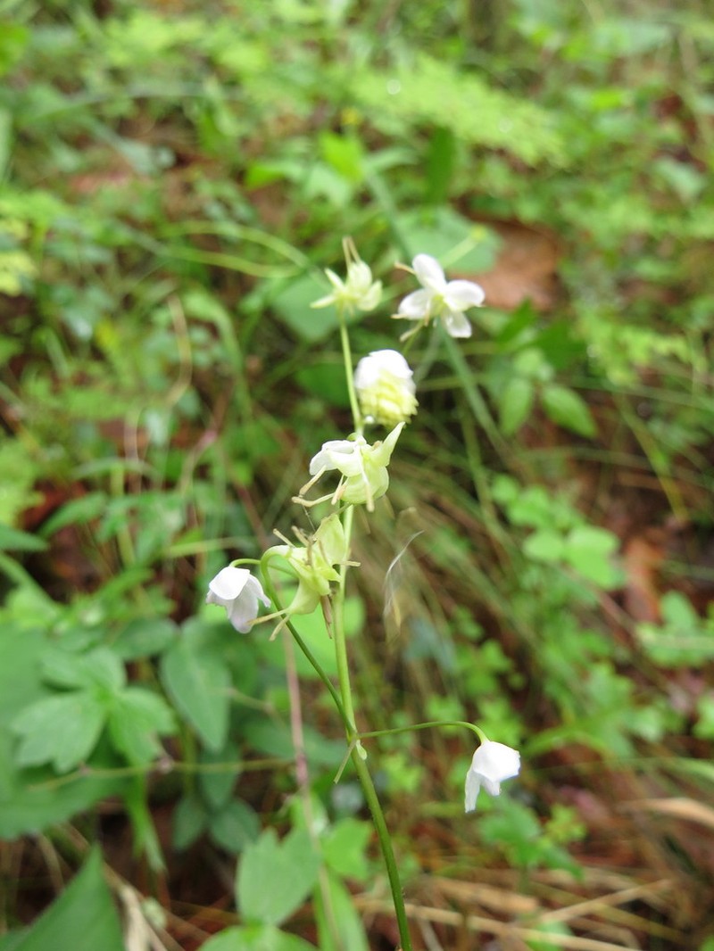 Thalictrum gibbosum photo 5