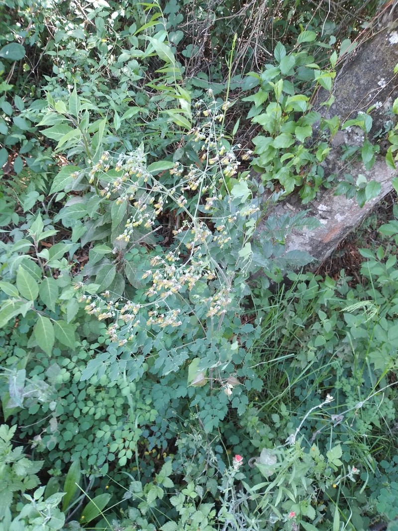 Thalictrum gibbosum photo 6