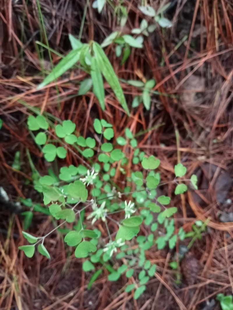 Thalictrum gibbosum photo 8