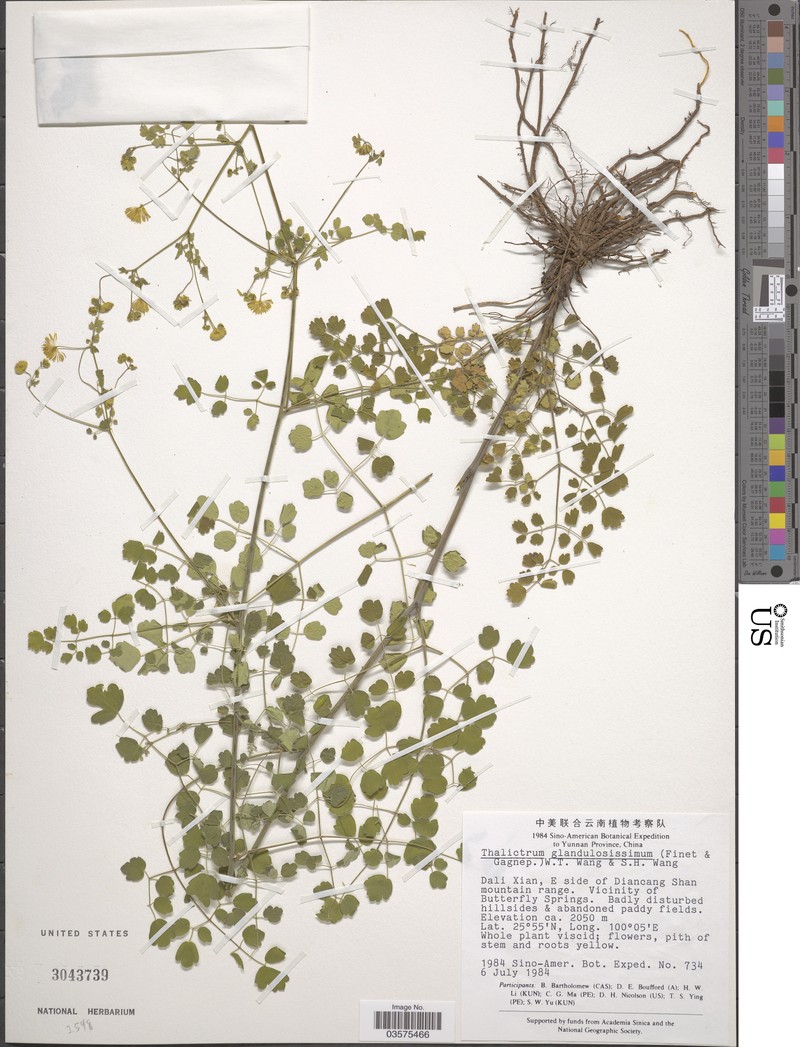 Thalictrum glandulosissimum