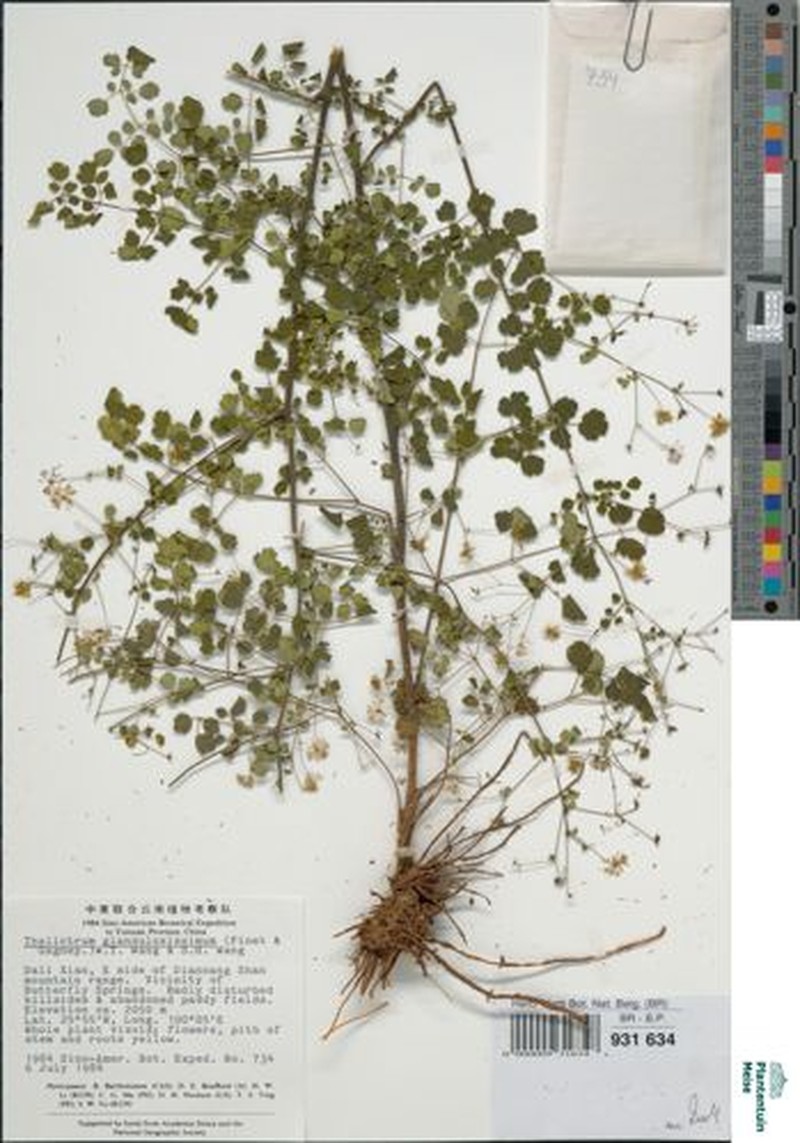 Thalictrum glandulosissimum photo 2
