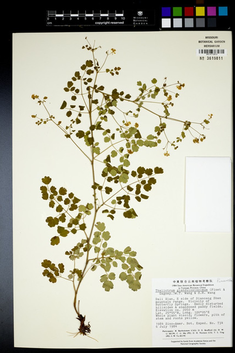 Thalictrum glandulosissimum photo 3