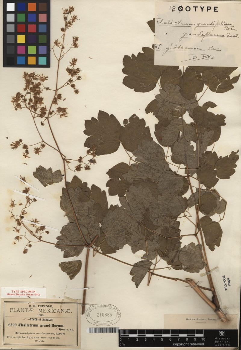 Thalictrum grandiflorum