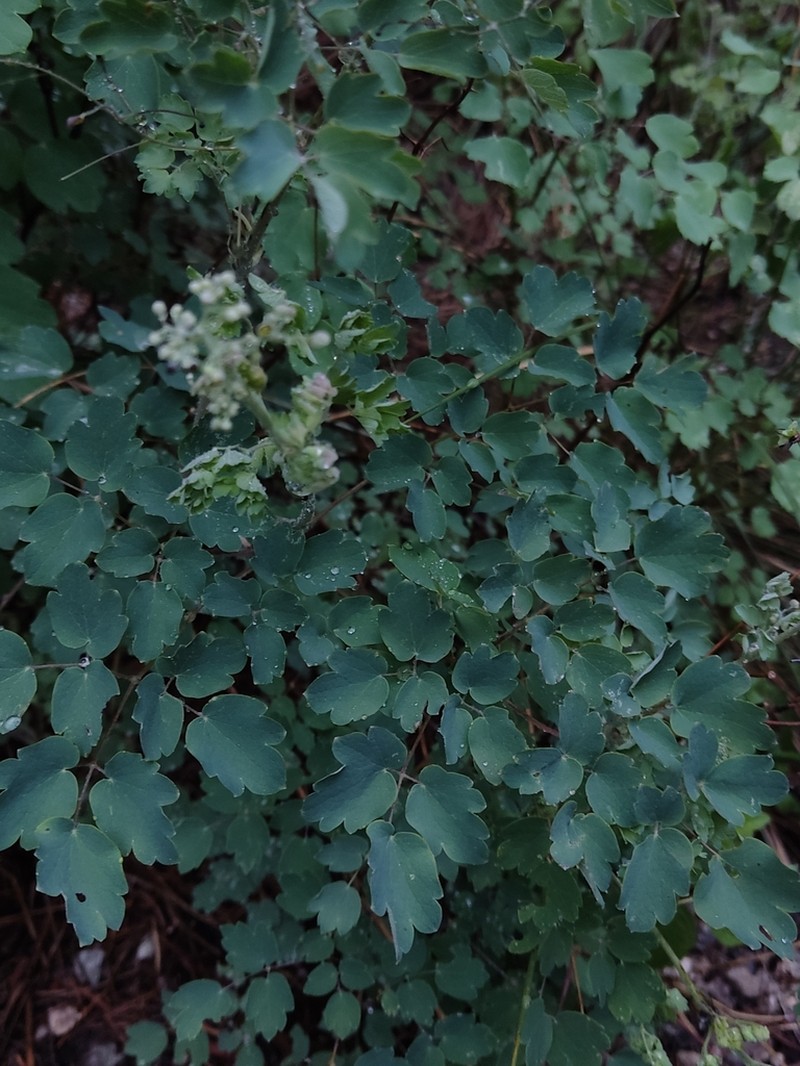 Thalictrum grandifolium