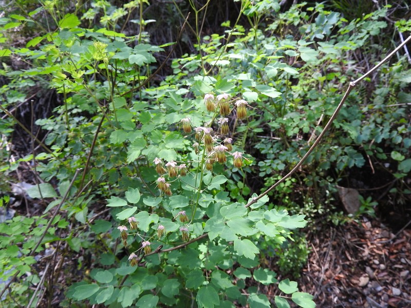 Thalictrum grandifolium photo 2
