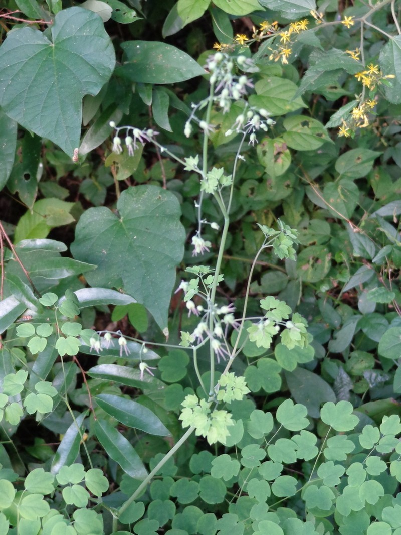 Thalictrum grandifolium photo 3