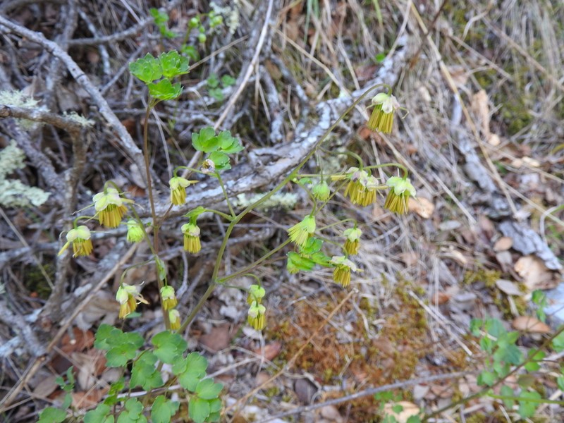 Thalictrum grandifolium photo 4