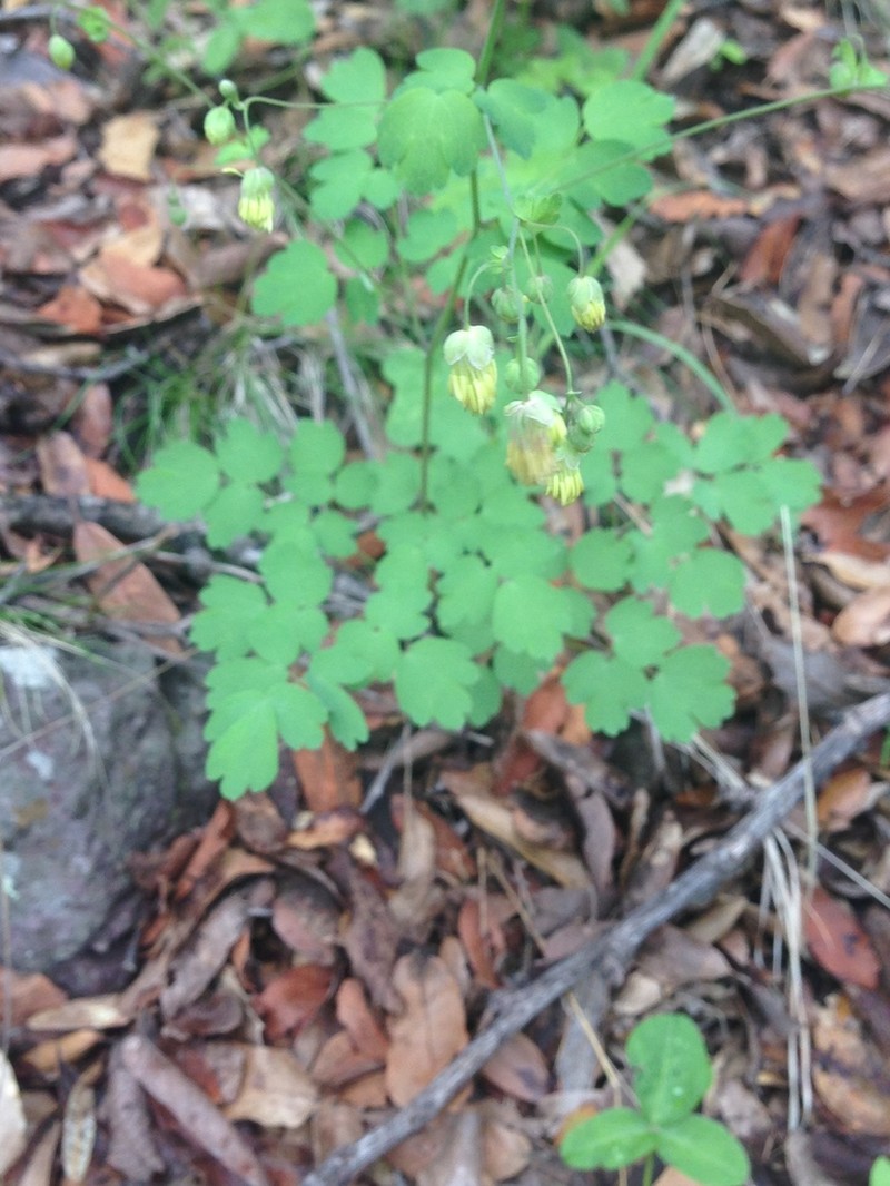 Thalictrum grandifolium photo 5