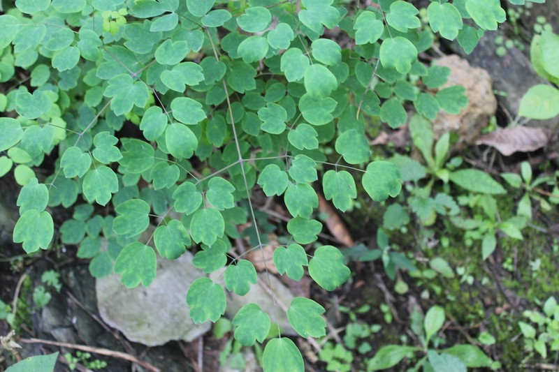 Thalictrum grandifolium photo 6