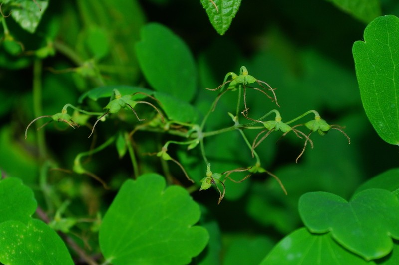 Thalictrum grandifolium photo 7