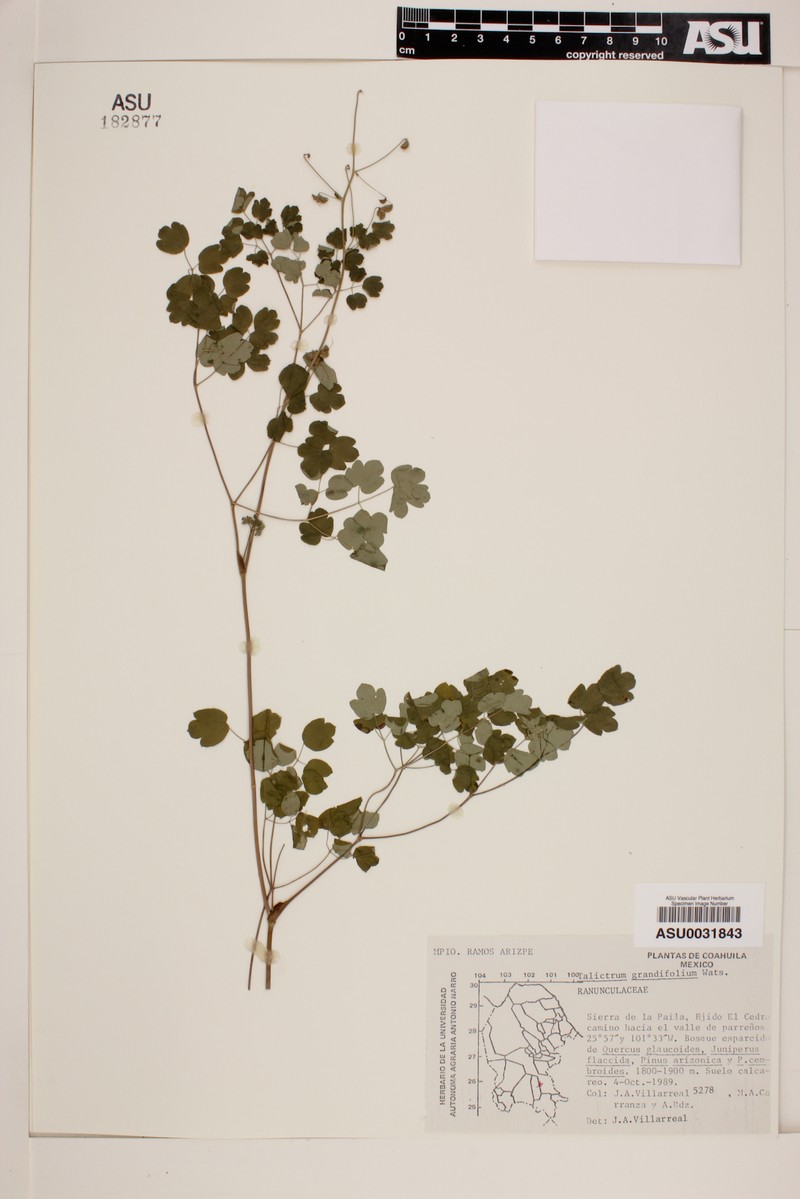 Thalictrum grandifolium photo 8