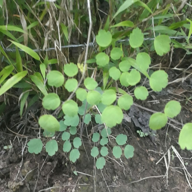 Thalictrum guatemalense